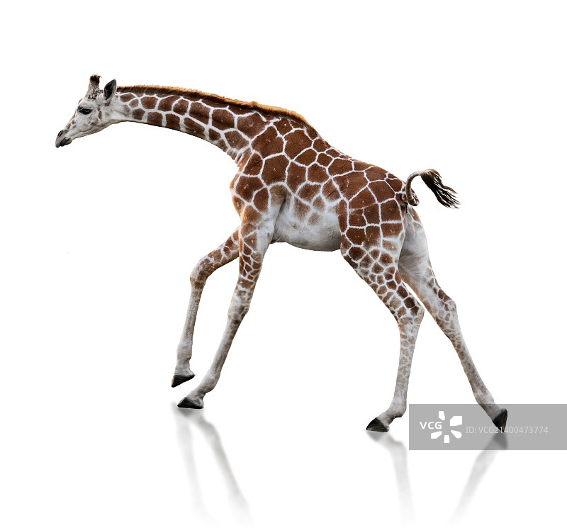 年轻的长颈鹿奔跑在白色的背景图片素材