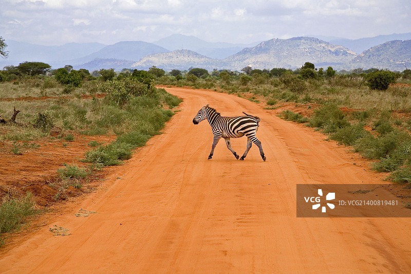 肯尼亚:斑马线穿过跑道图片素材