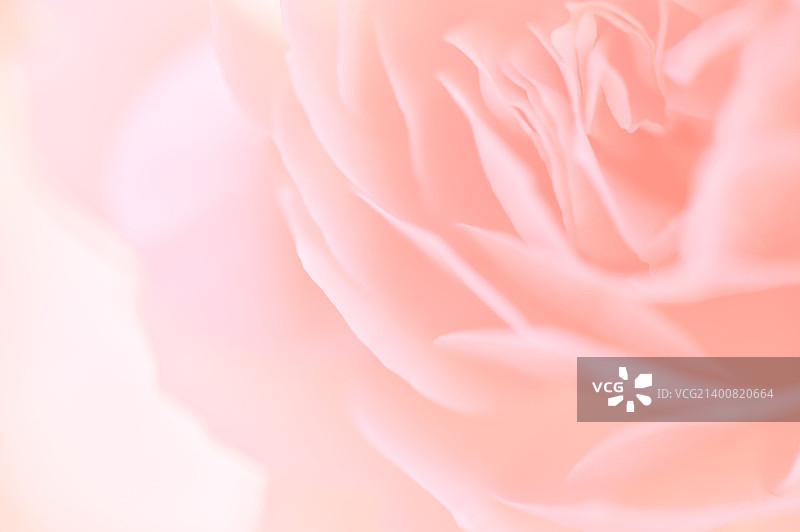甜美的颜色玫瑰在柔和的颜色和模糊风格的背景图片素材