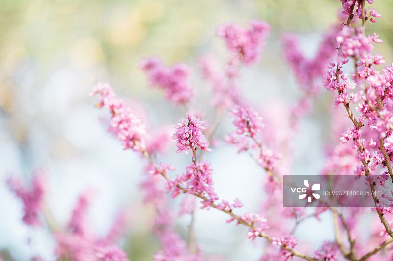 Avondale紫荆属植物图片素材