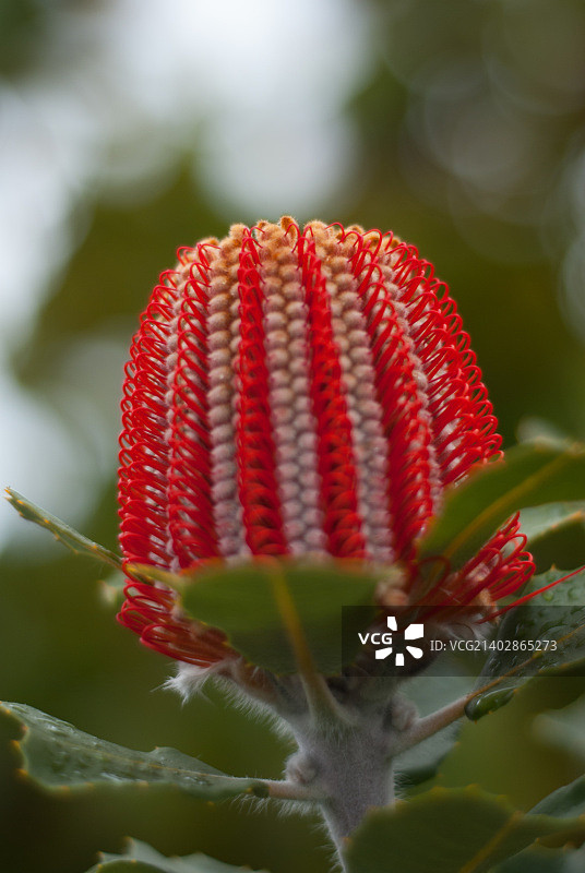 库拉植物园的Protea Flower图片素材