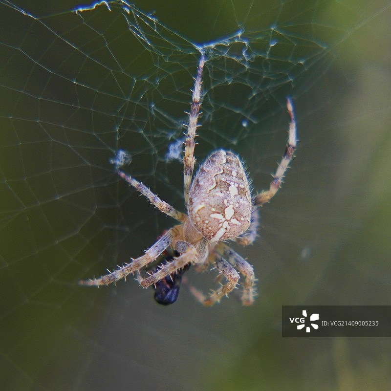 蜘蛛与网2图片素材