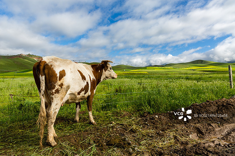 青海卓尔山脚下的奶牛图片素材