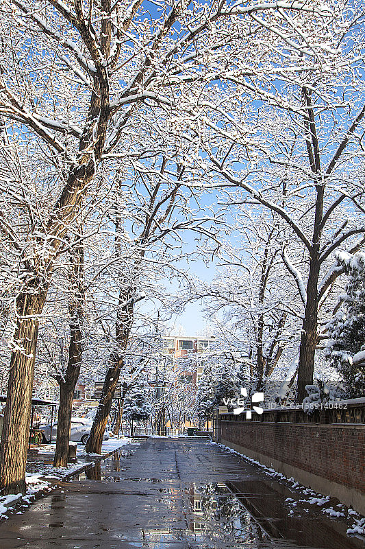 中国冬季白色的雪覆盖在树上图片素材