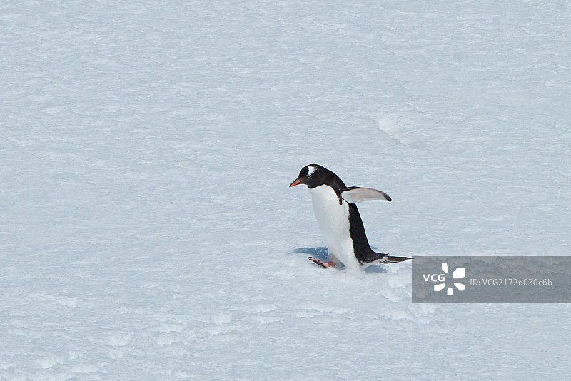南极企鹅图片素材