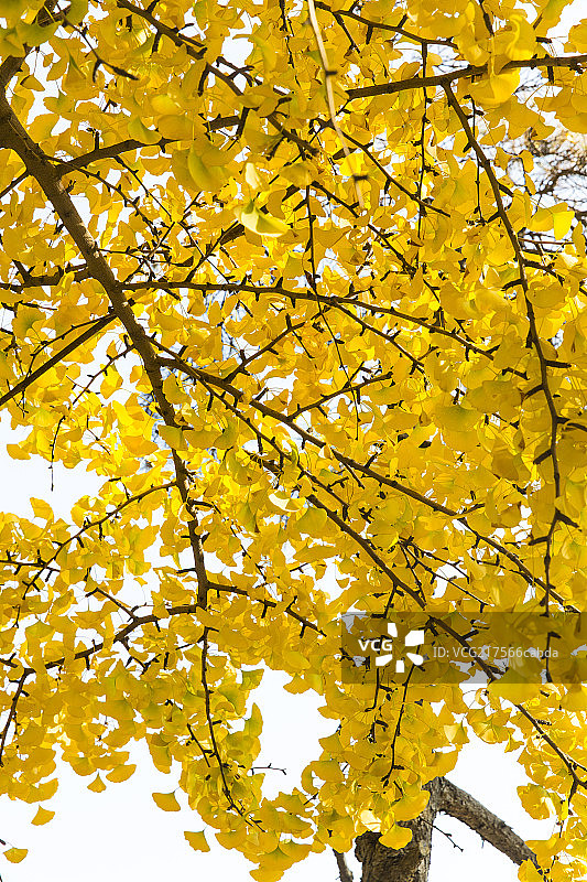秋季银杏树特写图片素材