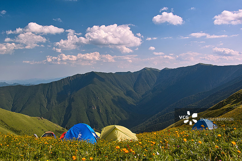 花海中的帐篷 Tents on the mountain with trollius chinensis around图片素材
