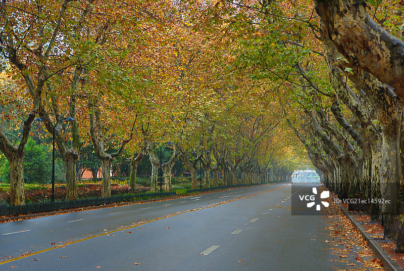 上海城市景观街道秋景图片素材