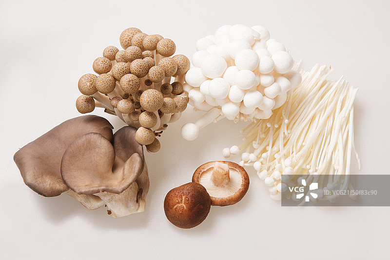 各种蘑菇图片素材