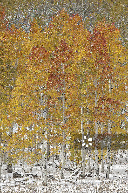 在瓦萨奇国家森林，一片颤动的白杨树森林，在白雪中有着秋天的叶子颜色。图片素材