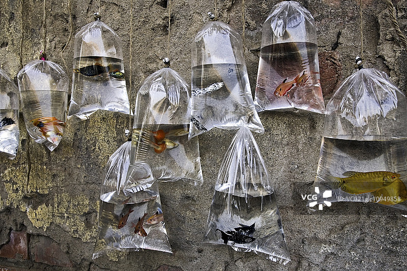 加尔各答的一个市场上，彩色的鱼挂在装水的塑料袋里出售。图片素材