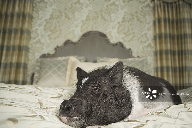 大房子里，一只大肚猪躺在一张大床上，床上的床头和枕头都是雕花的。国内宠物。图片素材