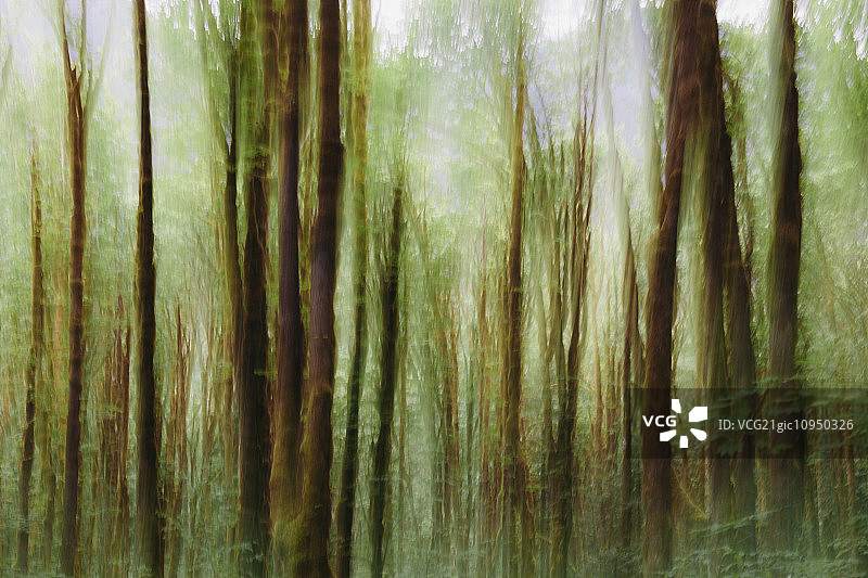 郁郁葱葱的森林里覆盖着青苔的大叶枫树(宏枫)，模糊的运动，多瓦立普河，奥林匹克NP图片素材