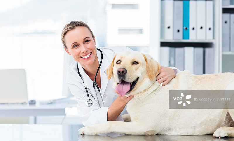 肖像自信的女兽医检查狗在医院图片素材