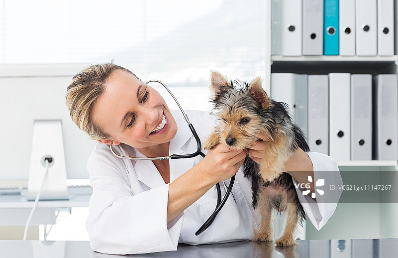 女兽医正在用听诊器检查犬只图片素材