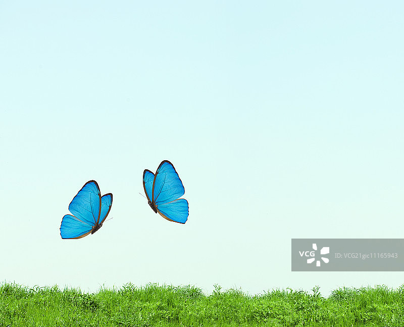两只蓝色的蝴蝶在绿色的草地上飞翔图片素材
