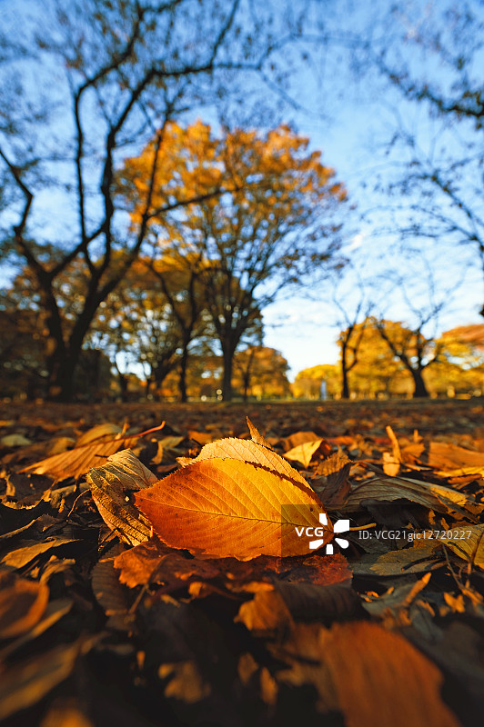 日本东京代代木公园的秋天图片素材