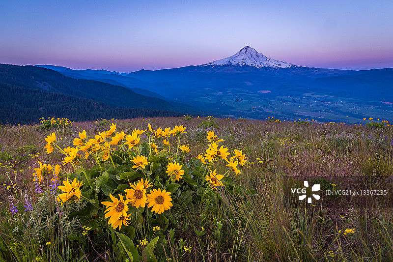 风景与向日葵和遥远的胡德山，俄勒冈州，美国图片素材