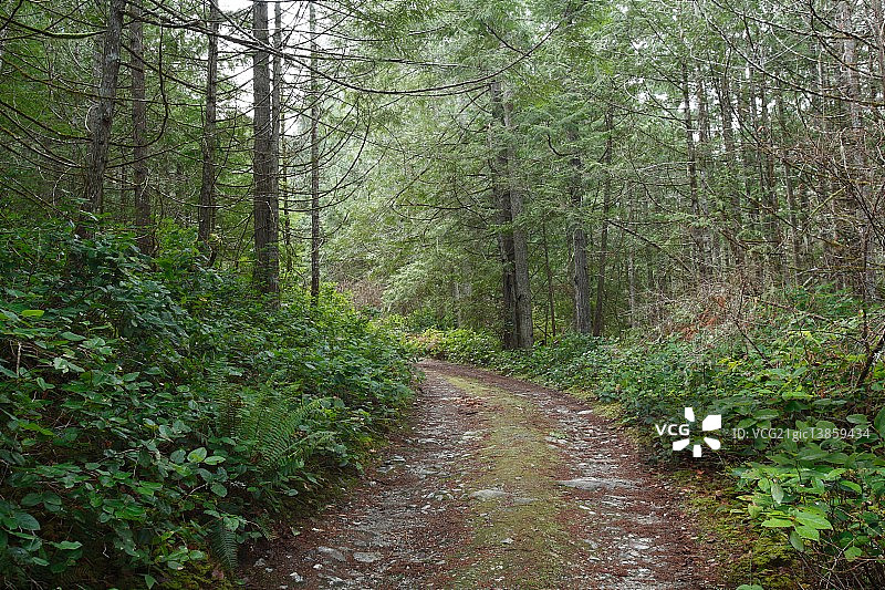 森林公园、加拿大温哥华岛,图片素材
