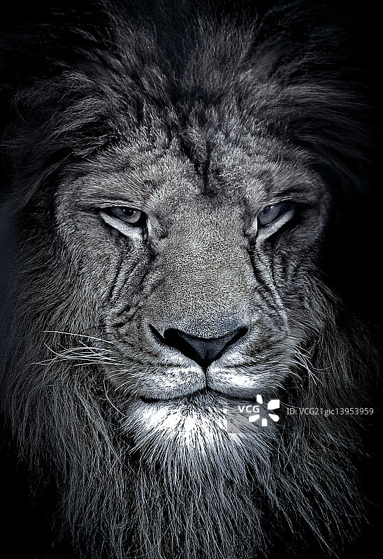 雄性狮子肖像图片素材