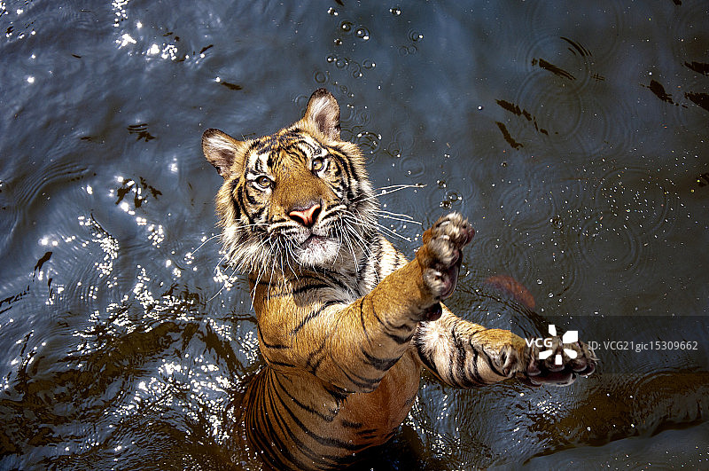 老虎跳舞图片素材