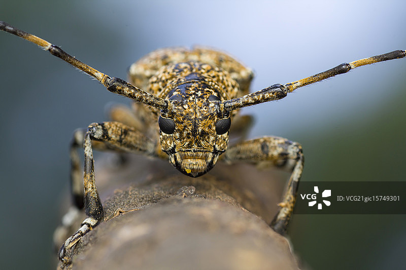 长角甲虫图片素材
