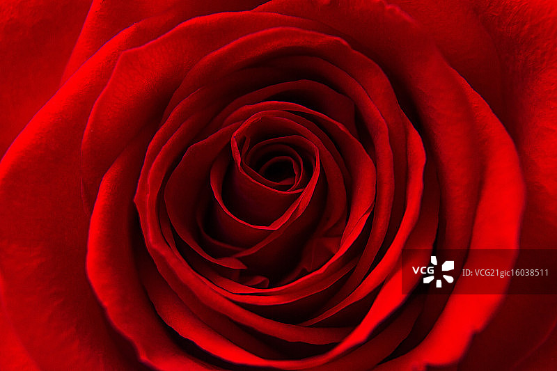 红红玫瑰图片素材