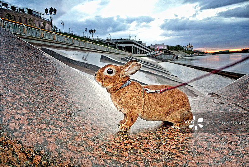 兔子和河图片素材