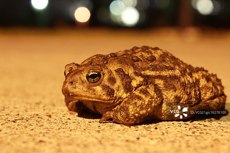 Toad-ally严寒。图片素材