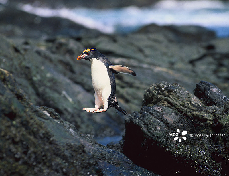 跳岩企鹅在岩石海岸线上跳跃图片素材