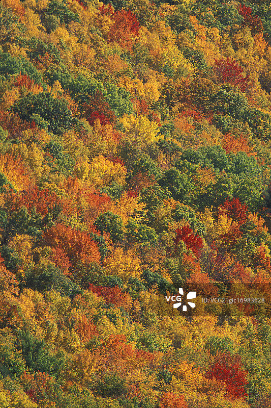 森林在秋天图片素材