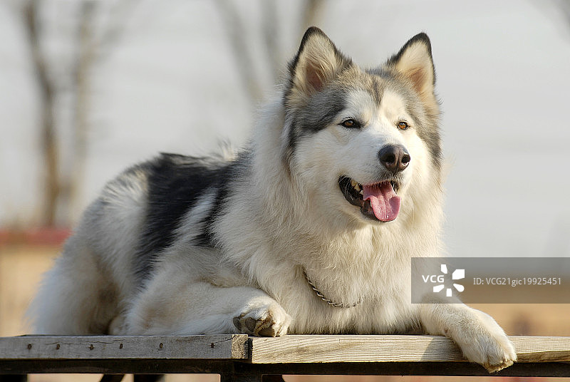 阿拉斯加雪橇犬图片素材