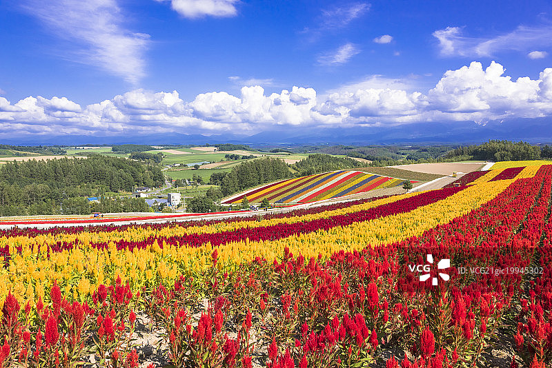 日本北海道北部，Shikisai-no-oka (Shikisai hill)上美丽的山图案图片素材