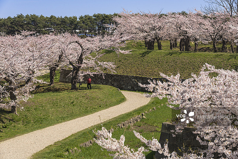 日本北海道函馆市Goryokaku公园和樱桃树图片素材