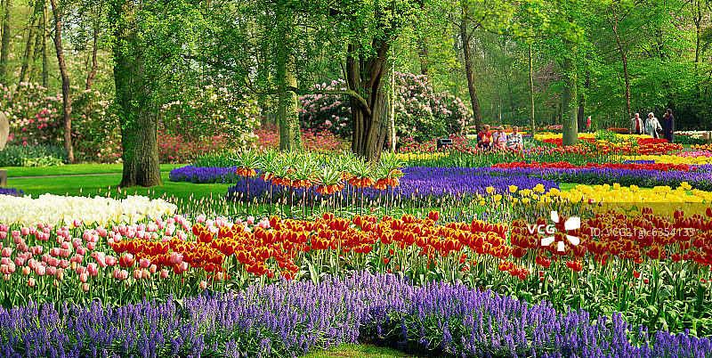 荷兰自然风光郁金香图片素材