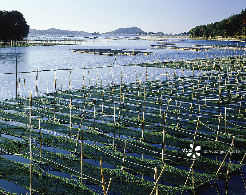日本三重县Ago湾海藻养殖场图片素材