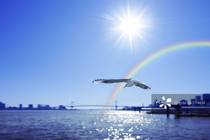 海鸥在海港和彩虹周围飞行，中央区，日本东京图片素材
