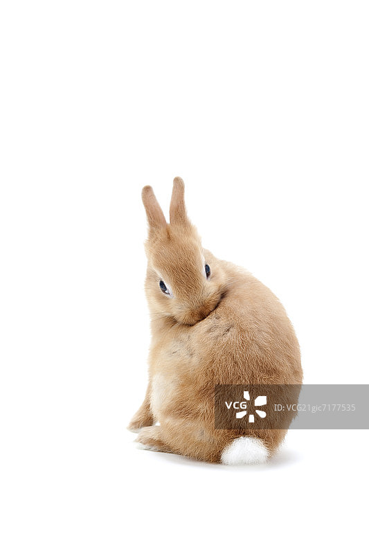 兔子打扮图片素材
