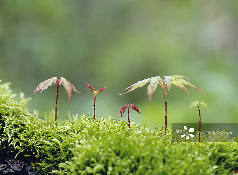 日本北海道千岁苔藓上生长的枫树幼树图片素材