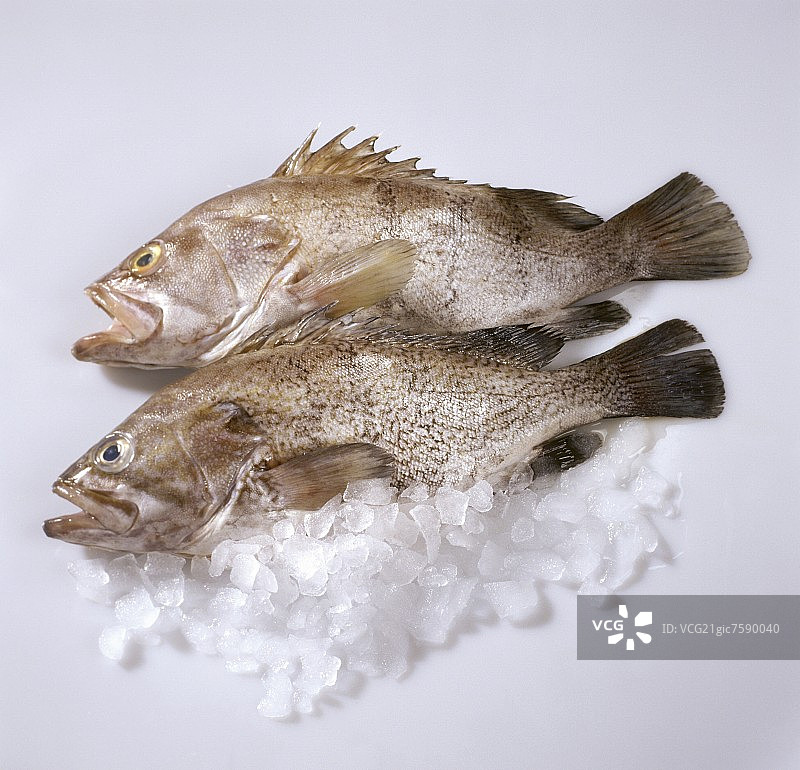 碎冰上的新鲜石斑鱼图片素材
