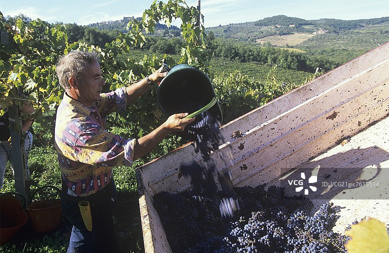 意大利托斯卡纳的葡萄丰收图片素材