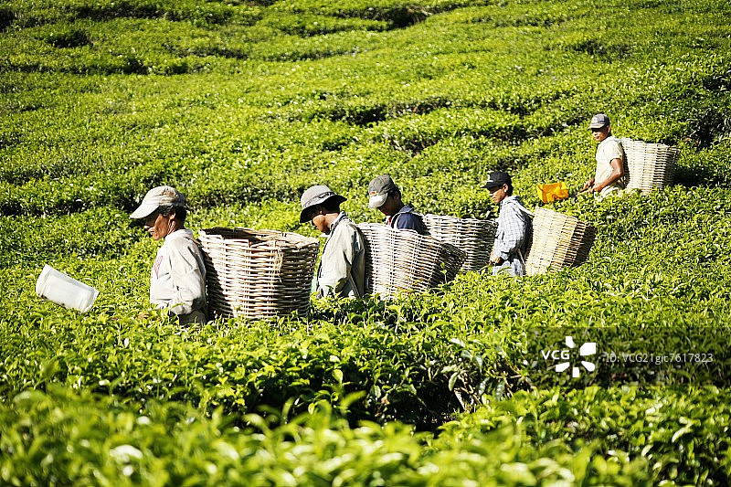 马来西亚，采茶工人在田间劳作图片素材