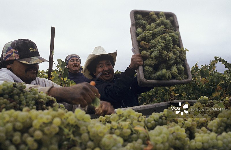 葡萄采摘者，Carneros，加州，美国图片素材
