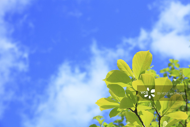 木兰的叶子和蓝天白云图片素材