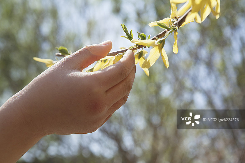 近距离的小女孩手触摸树上的黄色花朵，在户外的公园在春天图片素材