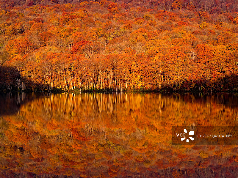 秋天的颜色，津马，青森县，日本图片素材
