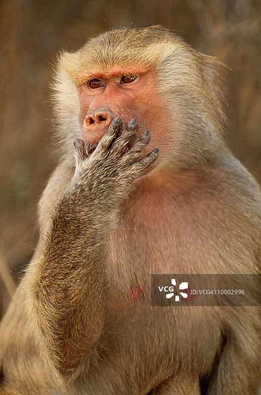 埃塞俄比亚的雌性hamadryas狒狒图片素材