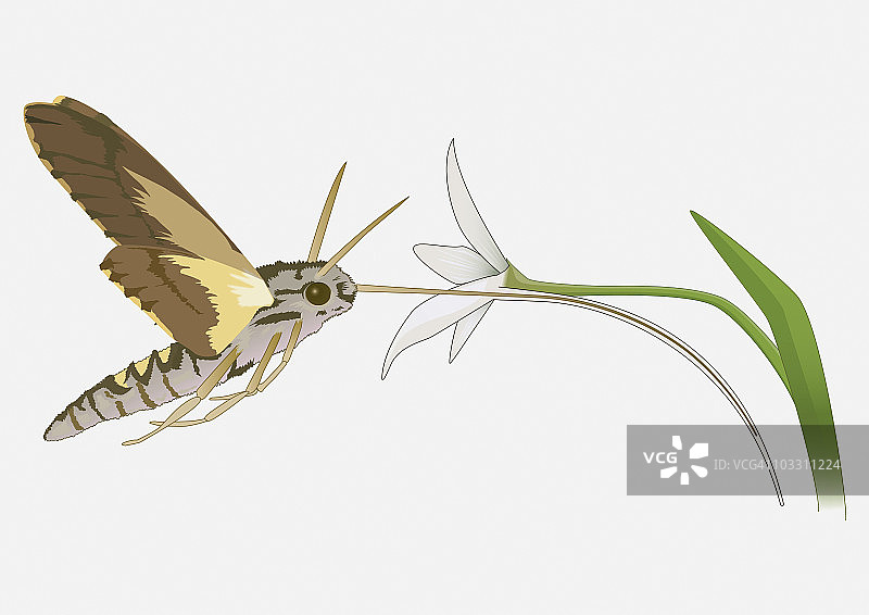数字插图的蜂鸟鹰蛾(Macroglossum stellatarum)使用长舌头吃花蜜的花图片素材