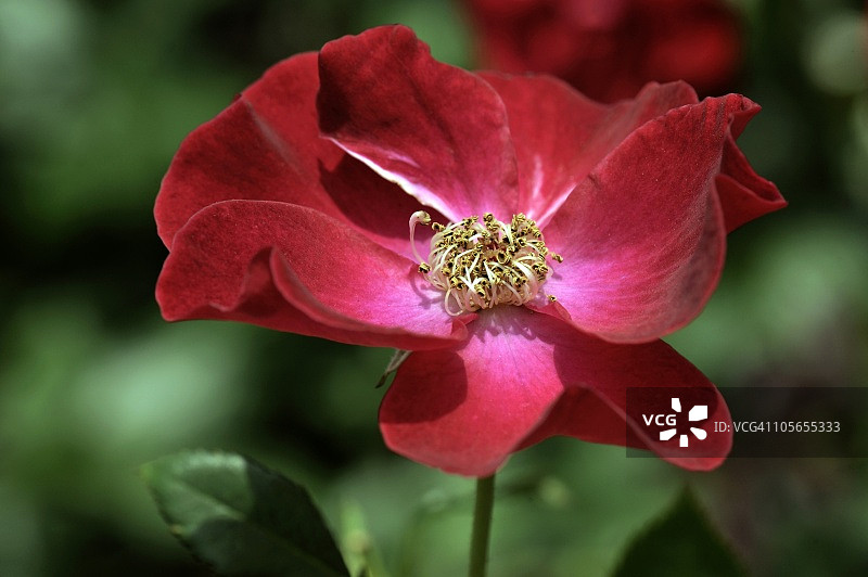 玫瑰(暗少女)，日本大阪图片素材