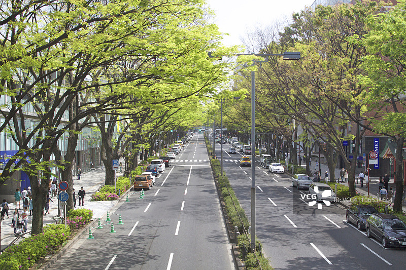 日本本州，东京都表参道，树木环绕的人行道图片素材